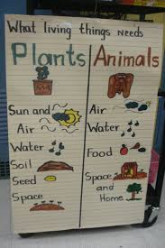 Plants And Animals Needs Anchor Chart Kindergarten Science