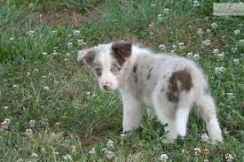 Unique Boy Collie Puppies For Sale Border Collies For Sale Border Collie