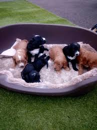 Worcester, woodford halse, willoughton, wellington, wadhurst, south molton, seaham, ruthin, rotherham, ramsgate, north ayrshire scotland, maidstone, london, llanelli, leicester. Cockapoo Puppies Sumra