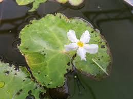 Image result for Nymphoides milnei
