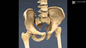 Bones of the body anatomy bones and modelsopen access human anatomy and physiology. Human Male And Female Anatomy Body Skeleton And Internal Organs 3d Model From Creativecrash Com Youtube