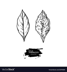 Tobacco Leaf Drawing Fresh And Dried Royalty Free Vector