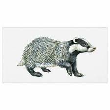 Pin Von Rachel Papworth Auf Arty Stuff Wilde Tiere Tiere Zeichnen Zeichnung
