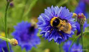 Check spelling or type a new query. 50 Flowers And Trees To Grow In A Bee Friendly Garden Lovely Greens