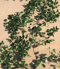 Image result for Smilax