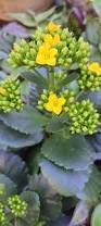 Image result for Kalanchoe crenata