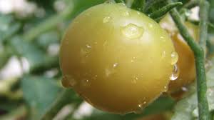 You can then wait until they set how often do peppers need to be watered? Watering Tomatoes When How Often How Much Is Needed Dengarden