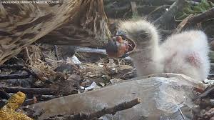 Check spelling or type a new query. Red Tailed Baby Hawk Born On Roof Of Hackensack University Medical Center Abc7 New York