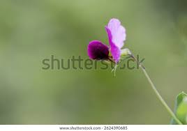 Image result for Lathyrus hirsutus