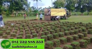 Rumput gajah mini memang memiliki daya tarik tersendiri bagi para desainer eksterior rumah untuk menambah kesan asri pada hunian. Harga Rumput Gajah Mini Per Meter Jual Bibit Pohon Dan Tanaman