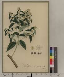 Image result for Triumfetta pilosa