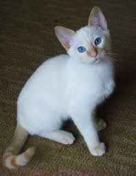 There are 48 flame point siamese for sale on etsy, and they cost $14.42 on average. Pin By Heather O Riordan On Meow Siamese Kittens Cats And Kittens Pretty Cats