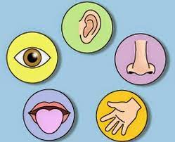 Check spelling or type a new query. 44 Baru Gambar Mewarnai Panca Indra