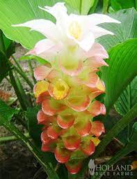 Manee Siam Curcuma Easy To Grow Bulbs Partial Shade Plants Flower Landscape