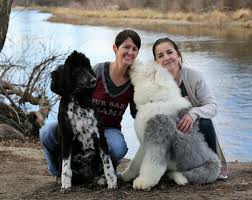 Old english sheepdog pups for sale. Shelby S Sheepadoodles Home