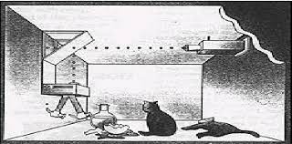 See more ideas about schrodingers cat, schrödinger's cat, cats. Schrodinger Cat A Powerful Meme Which Still Crops Up In Scientific Download Scientific Diagram