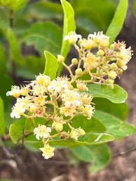 Image result for Leptochloa uniflora