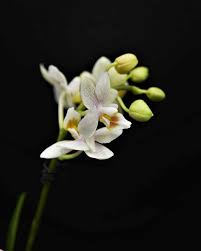 White symbolizes spiritual perfection and complete mental purity. 12 Chinese Flowers And Their Cultural Meanings Florgeous