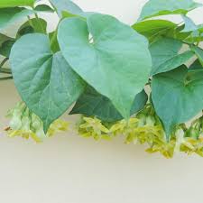 Image result for Telosma