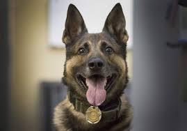 Police Dog Dickie Is Leaving The K9 Patrol