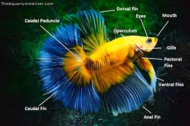 Betta Fish Anatomy Facts And Breathing The Aquarium Adviser Fish Anatomy Betta Fish Betta