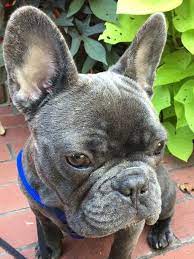 Blue Brindle French Bulldog Blue Brindle French Bulldog French Bulldog Brindle French Bulldog