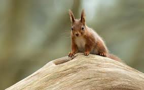 Save up to 20% · compare & save · expedia rewards Brownsea Island And Britain S Other Great Wildlife Adventures