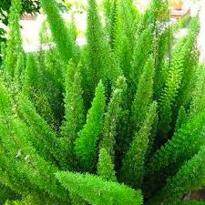 Image result for Asparagus natalensis
