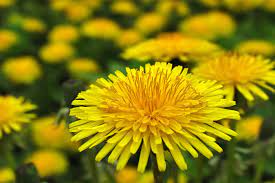 Phoolon ke naam के बारे में ज्ञान होना जरूरी इसीलिए है क्योकि फूलों की हमारे जीवन में yellow oleander. Dandelion Flower Meaning Flower Meaning