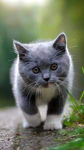 A collection of the top 50 cute cat hd wallpapers and backgrounds available for download for free. Hd Wallpaper Cute Cat Short Haired Grey And White Kitten Animals Mobile Wallpaper Flare