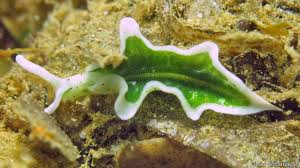 Image result for Alloeochaete namuliensis