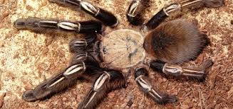I really don't know.this purple tarantula has me very confused! Colombian Purple Bloom Pamphopeteus Sp Machalla Tarantula Friendly