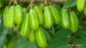 Cara membuat ramuan belimbing wuluh juga mudah dilakukan. 7 Manfaat Belimbing Wuluh Untuk Kesehatan