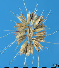 Image result for Chloris gayana