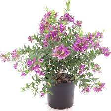 Image result for Polygala myriantha