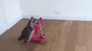 Raccoon Rides Scooter Gif Raccoon Scooter Discover Share Gifs Raccoon Gif Raccoon Procyon