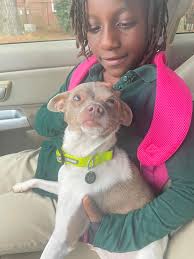 Found dog in Berks County, PA