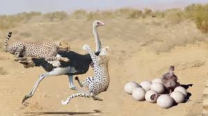 Maybe you would like to learn more about one of these? A Paw Took Out The Leopard S Entrails But He Wanted To Bury His Head In The Sand Is The Ostrich Really So Stupid Inews