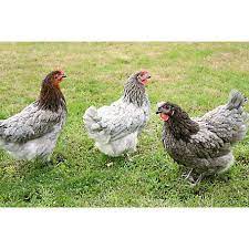 We did not find results for: Hoover S Hatchery Sapphire Gem Chickens 10 Count Baby Chicks At Tractor Supply Co