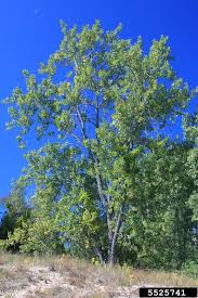 Image result for Populus deltoides