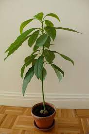 It's beautiful perfume fills the entire block during the end of august each summer. since it was may when we moved in,… Avocado Tree Seed Pit Also Known As Pear Butter Fruit Butter Pear Buy Online In Qatar At Qatar Desertcart Com Productid 68426256