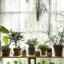 See more ideas about indoor plants, plants, houseplants. 10 Bedroom Plants To Help Give You The Best Sleep Ever