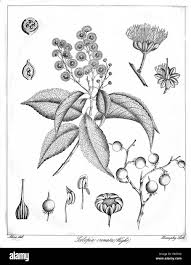 Image result for Scolopia mundii