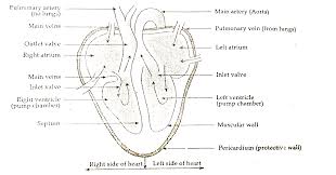 Check spelling or type a new query. Draw A Labelled Diagram Of Human Heart