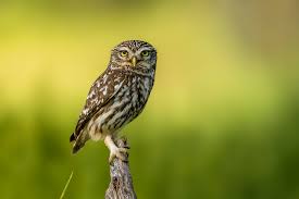 $8 each or 2/$15 with 10% of sales. Birds That Sound Like Owls