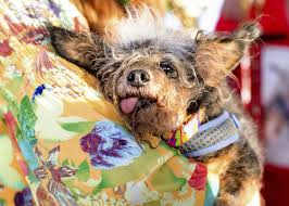 Browse 725 ugly dog stock photos and images available, or search for ugly cat or angry dog to find more great stock photos and pictures. The Latest Scamp The Tramp Wins California Ugly Dog Contest