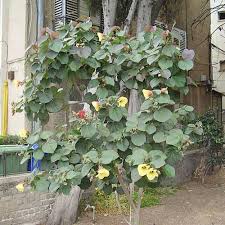 Image result for Hibiscus tiliaceus