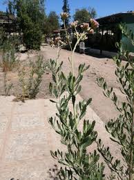 Image result for Pluchea bequaertii