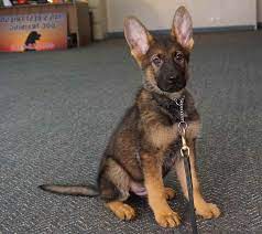 Maybe you would like to learn more about one of these? German Shepherd Puppies For Sale In Charleston Sc Petsidi