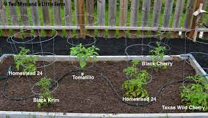 Going tomatoes in a raised bed garden is a very simple and easy method. How To Plant Tomato Plants In Raised Bed Cromalinsupport